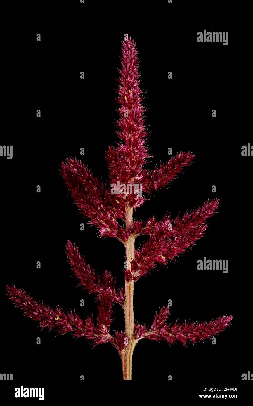Red Amaranth (Amaranthus cruentus). Inflorescence Detail Closeup Stock Photo