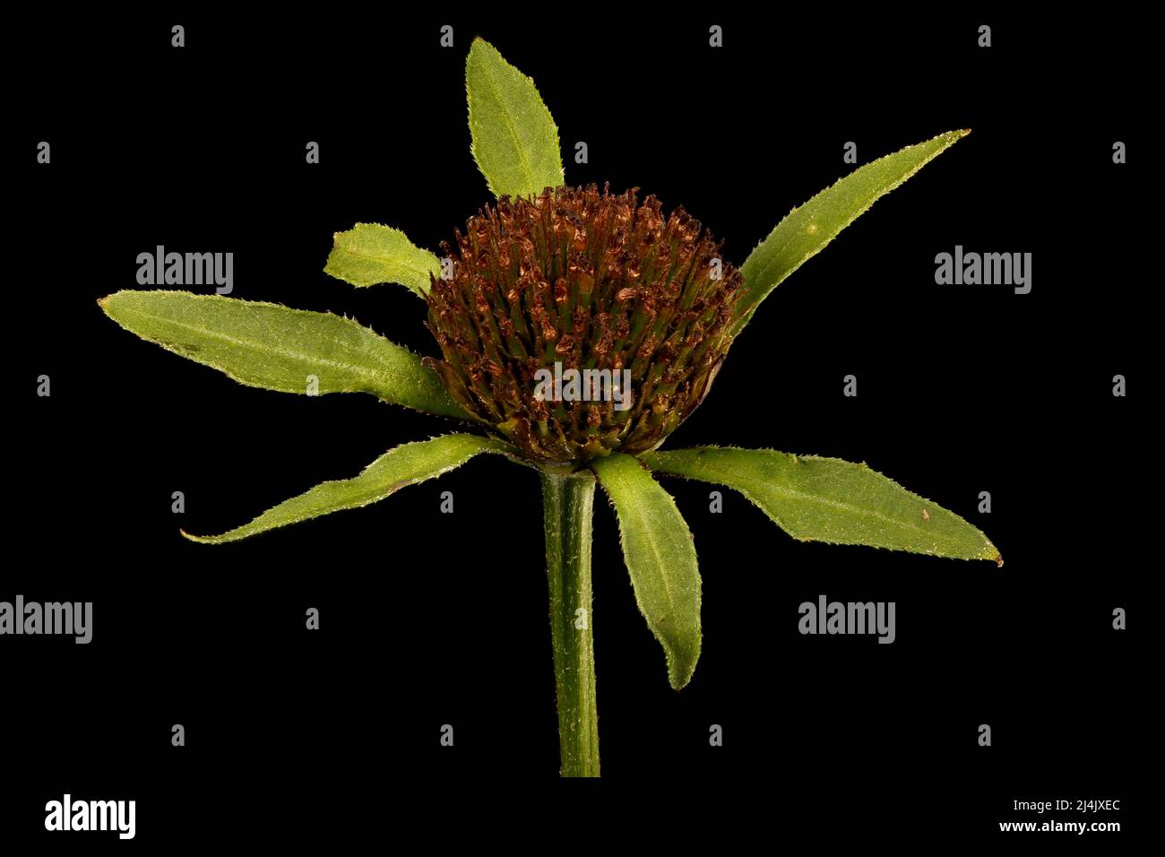 Trifid Bur-Marigold (Bidens tripartita). Fruiting Capitulum Closeup Stock Photo