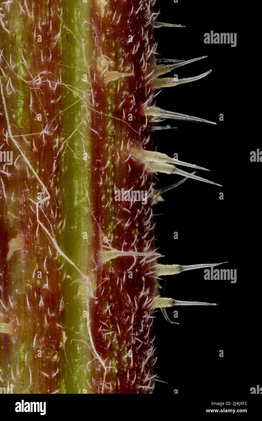 Common Nettle (Urtica dioica). Stem Detail Closeup Stock Photo