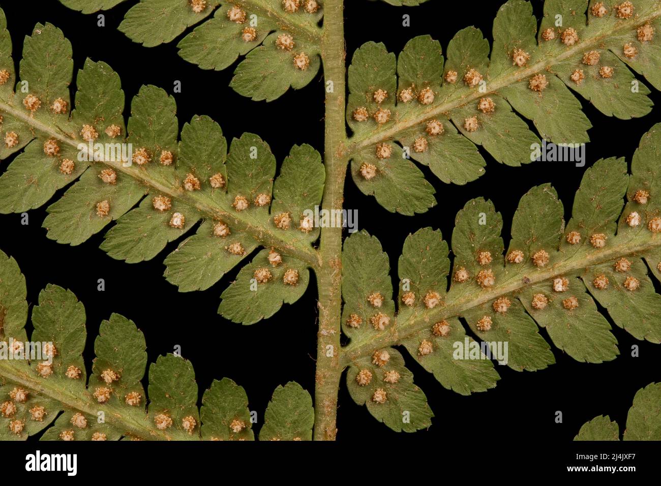 Male Fern (Dryopteris filix-mas). Rachis and Pinnae Bases Closeup Stock Photo