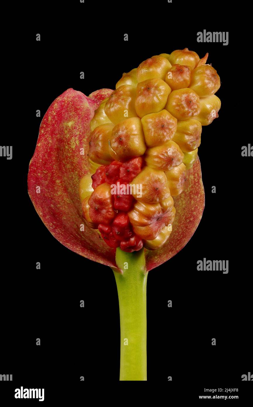 Bog Arum (Calla palustris). Mature Infructescence Closeup Stock Photo