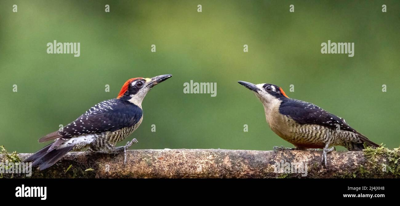 Male and female Black-cheeked woodpeckers (Melanerpes pucherani) - La Laguna del Lagarto Eco-Lodge, Boca Tapada, Costa Rica Stock Photo