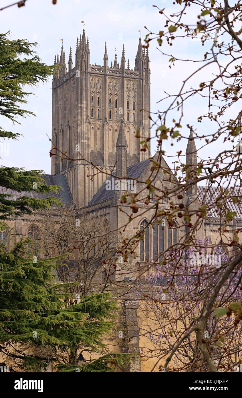 A view of Wells cathedral through the trees in spring Stock Photo - Alamy