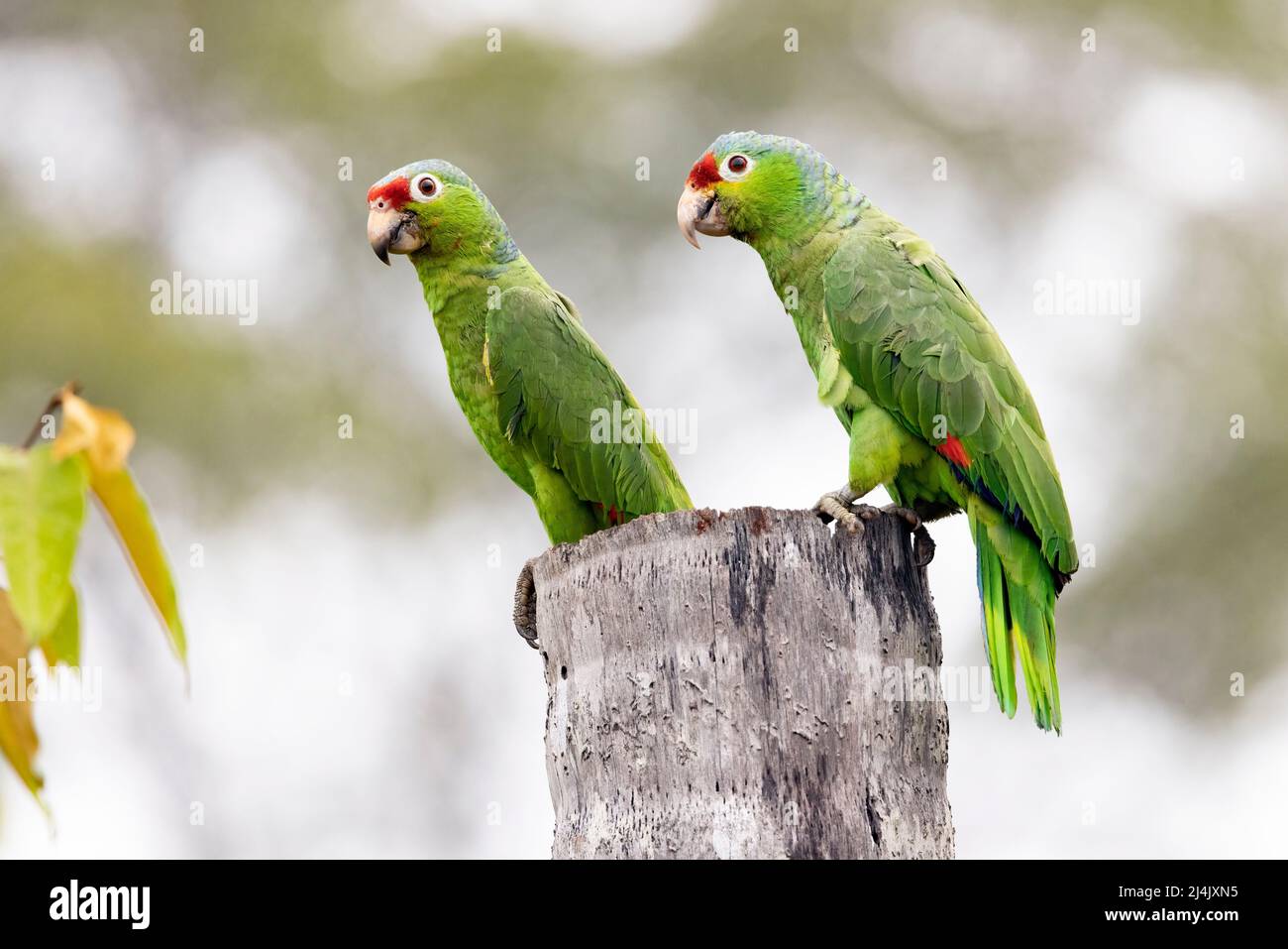 Red-lored amazon or red-lored parrot (Amazona autumnalis) breeding pair - La Laguna del Lagarto Eco-Lodge, Boca Tapada, Costa Rica Stock Photo