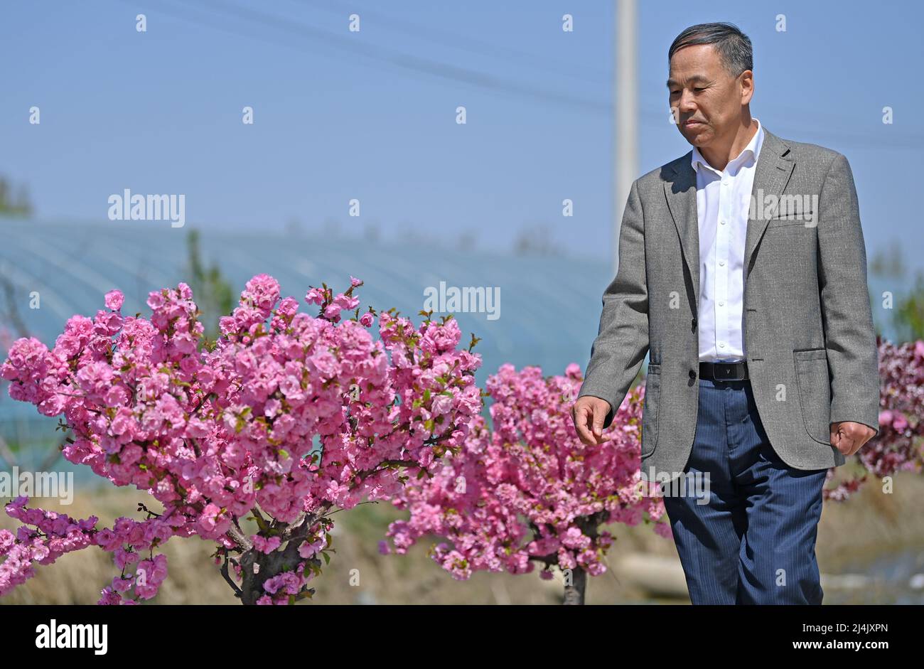 Tianjin, China. 15th Apr, 2022. Rice breeding expert Yu Fu'an walks at a rice breeding base in Tianjin, north China, April 15, 2022. Yu Fu'an, 56, has been devoted in research on rice breeding for more than 30 years. Yu's team has successfully cultivated many new rice varieties and was awarded the grand prize in Tianjin Science and Technology Progress Award recently. Credit: Li Ran/Xinhua/Alamy Live News Stock Photo