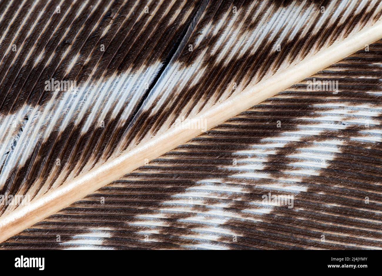 Extreme close up of the barbs on a mottled brown and white feather Stock Photo