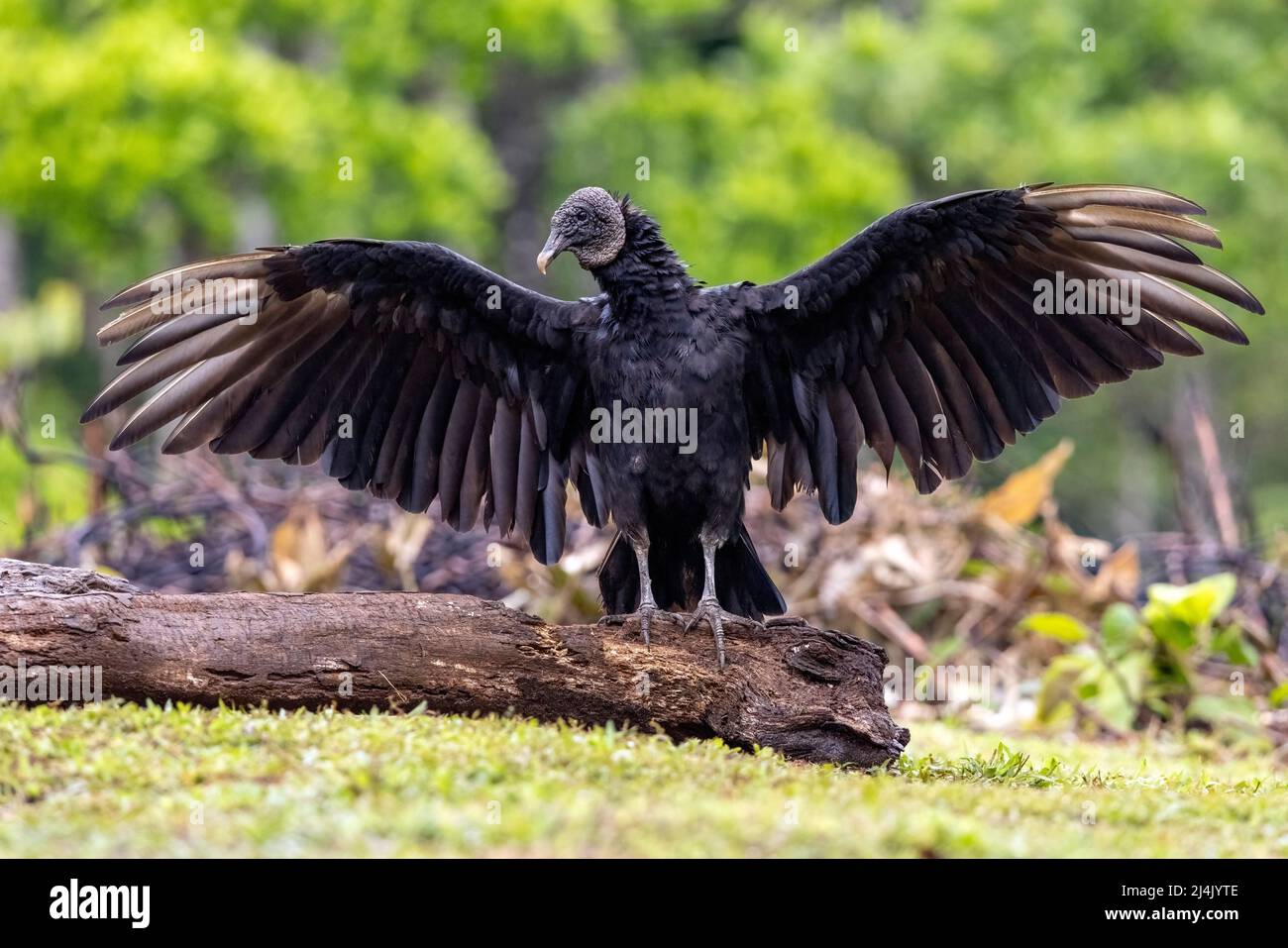 Black vulture (Coragyps atratus) with wings spread - La Laguna del Lagarto Eco-Lodge, Boca Tapada, Costa Rica Stock Photo