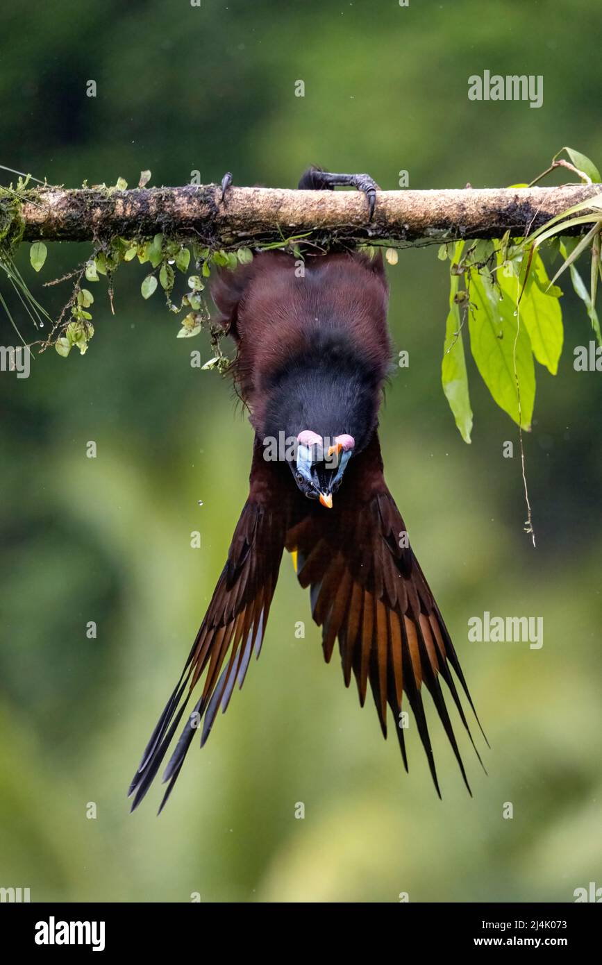 Montezuma Oropendola (Psarocolius montezuma) male hanging upside down in courtship display - La Laguna del Lagarto Eco-Lodge, Boca Tapada, Costa Rica Stock Photo