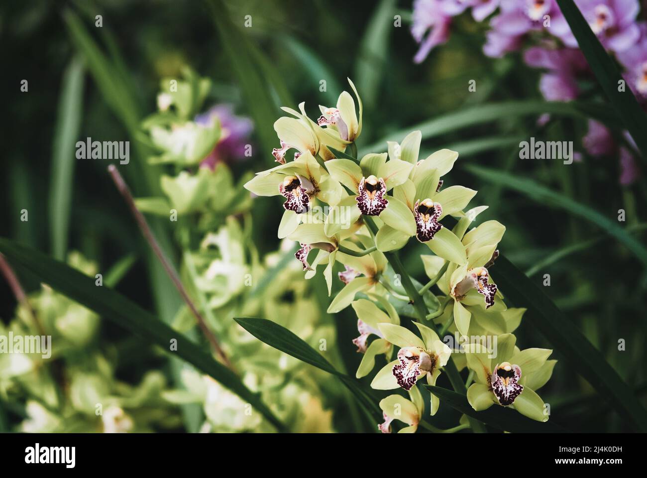 Various types of Cymbidium orchids blooming in orchid garden Stock Photo