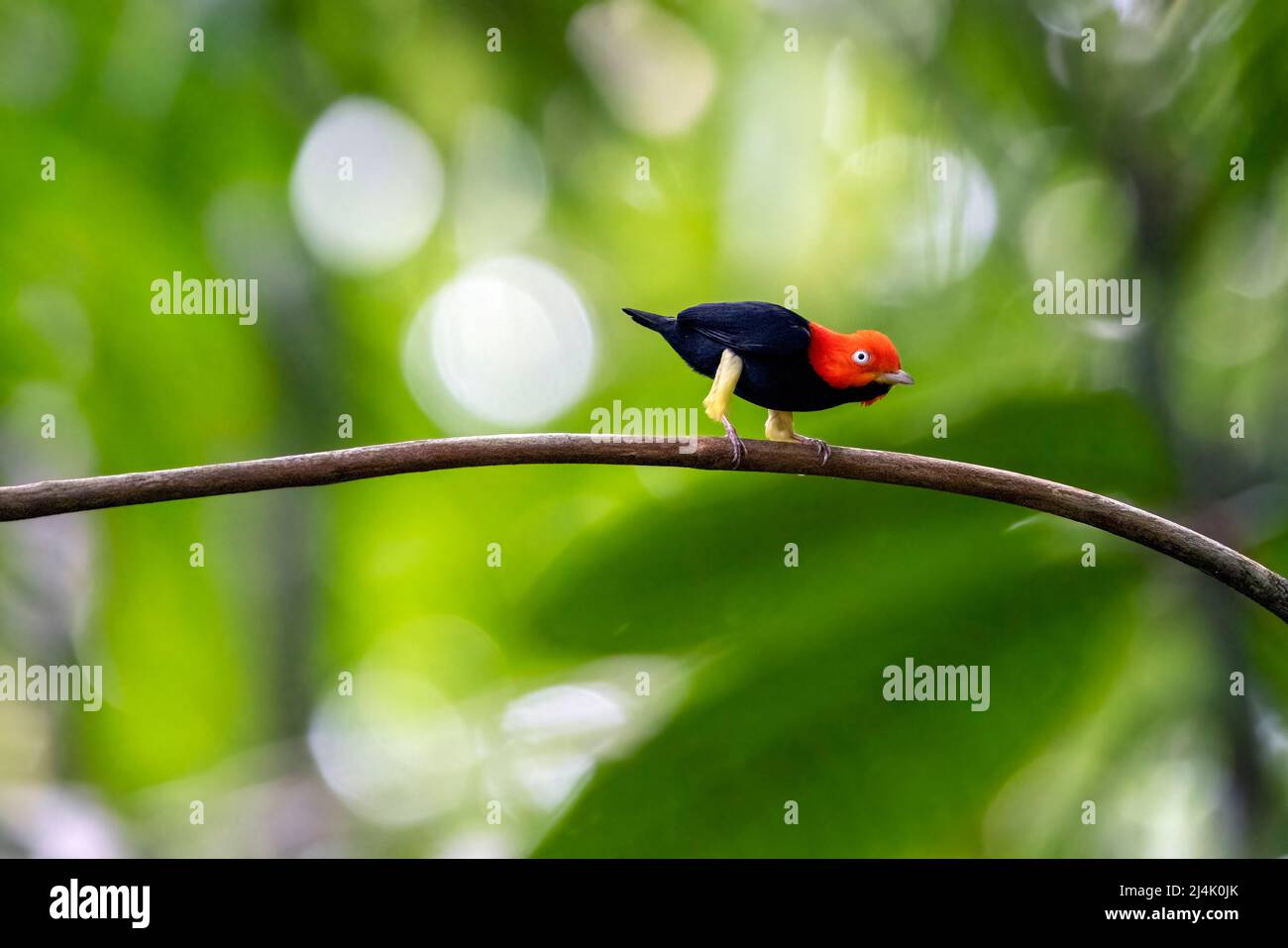 Red-capped manakin (Ceratopipra mentalis) male performing moonwalk courtship display - La Laguna del Lagarto Eco-Lodge, Boca Tapada, Costa Rica Stock Photo