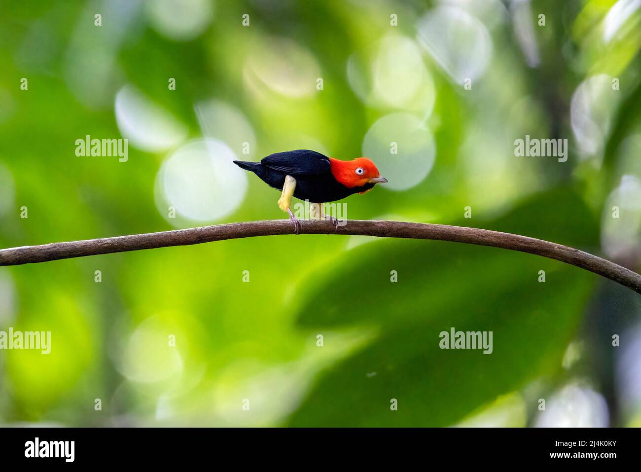 Red-capped manakin (Ceratopipra mentalis) male performing moonwalk courtship display - La Laguna del Lagarto Eco-Lodge, Boca Tapada, Costa Rica Stock Photo