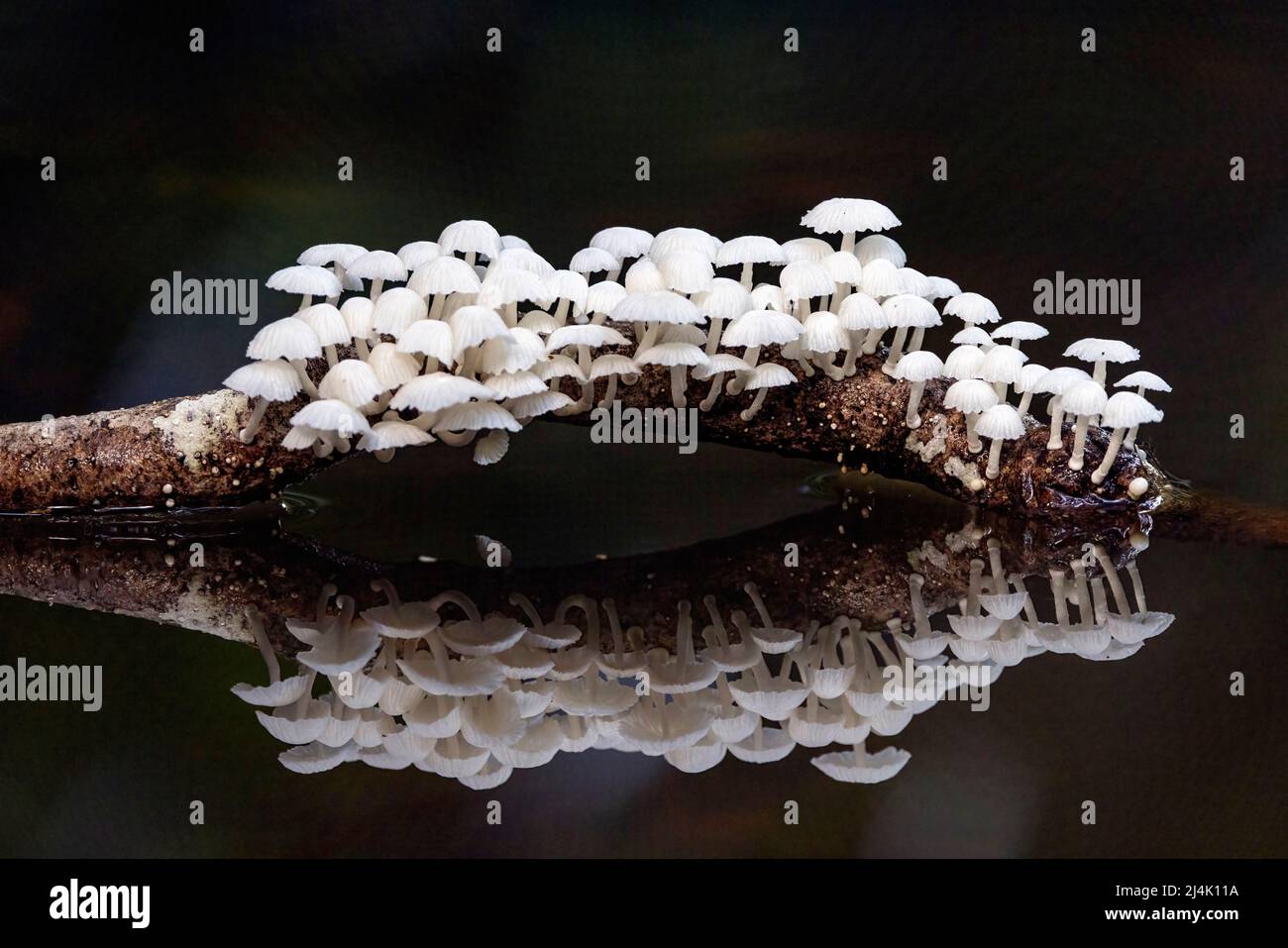 Tranquil reflection of a colony of small white capped mushrooms - La Laguna del Lagarto Eco-Lodge, Boca Tapada, Costa Rica Stock Photo