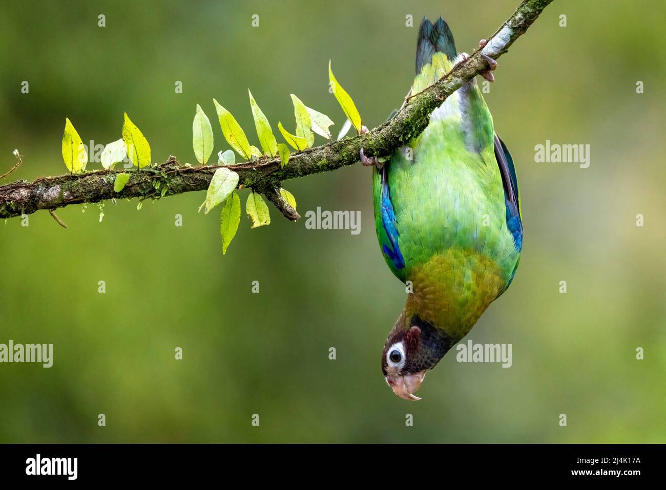 Brown-hooded parrot (Pyrilia haematotis) hanging upside down from a branch at La Laguna del Lagarto Eco-Lodge, Boca Tapada, Costa Rica Stock Photo