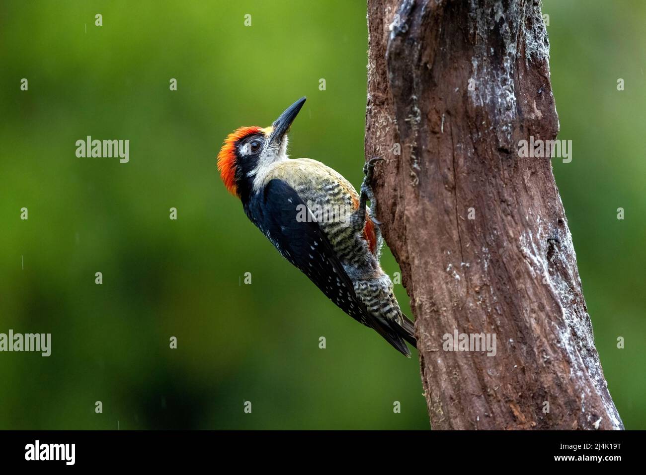 Male Black-cheeked woodpecker (Melanerpes pucherani) - La Laguna del Lagarto Eco-Lodge, Boca Tapada, Costa Rica Stock Photo