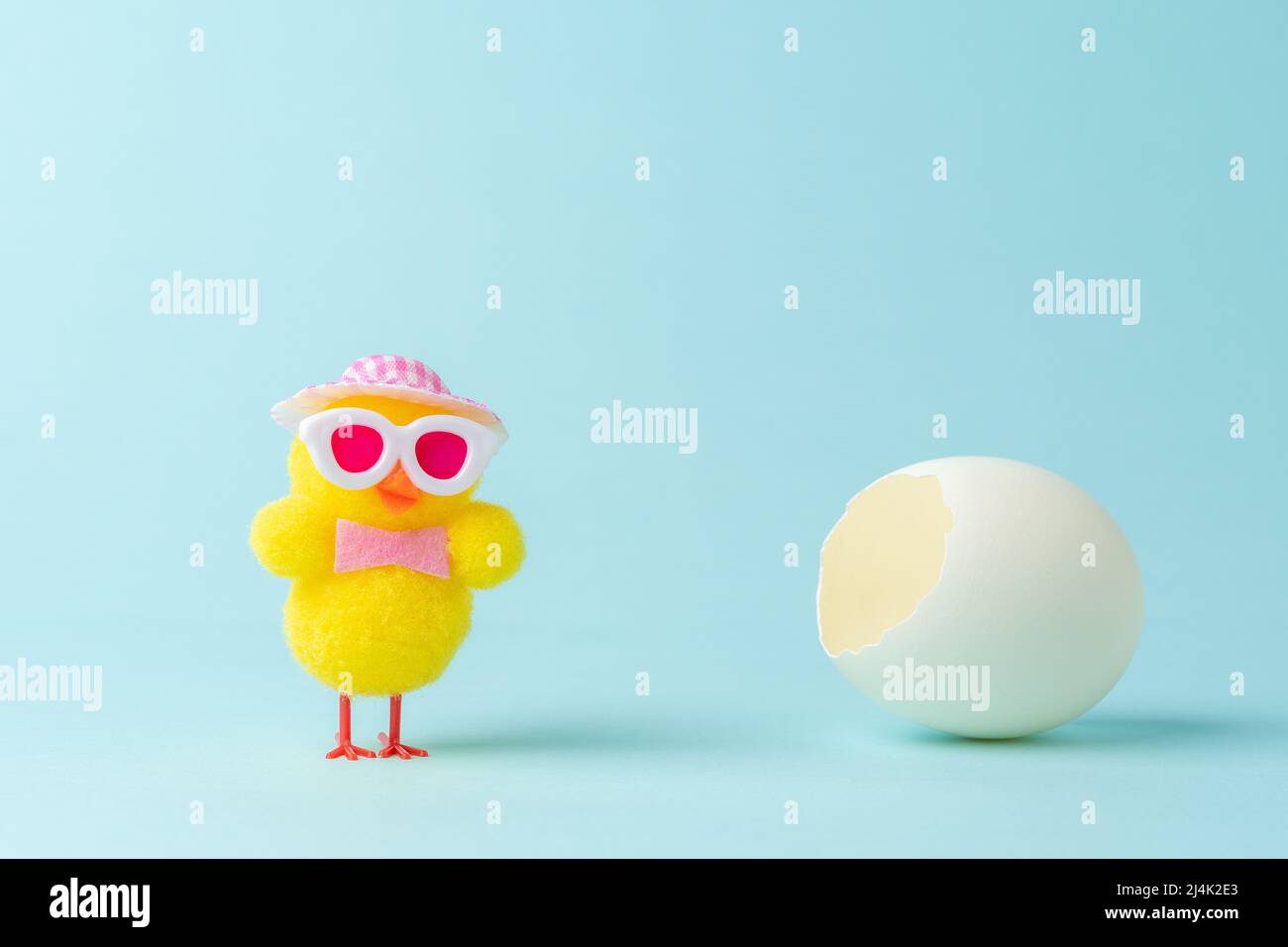 Chicken with white cracked egg on blue background. Easter minimal concept. Stock Photo