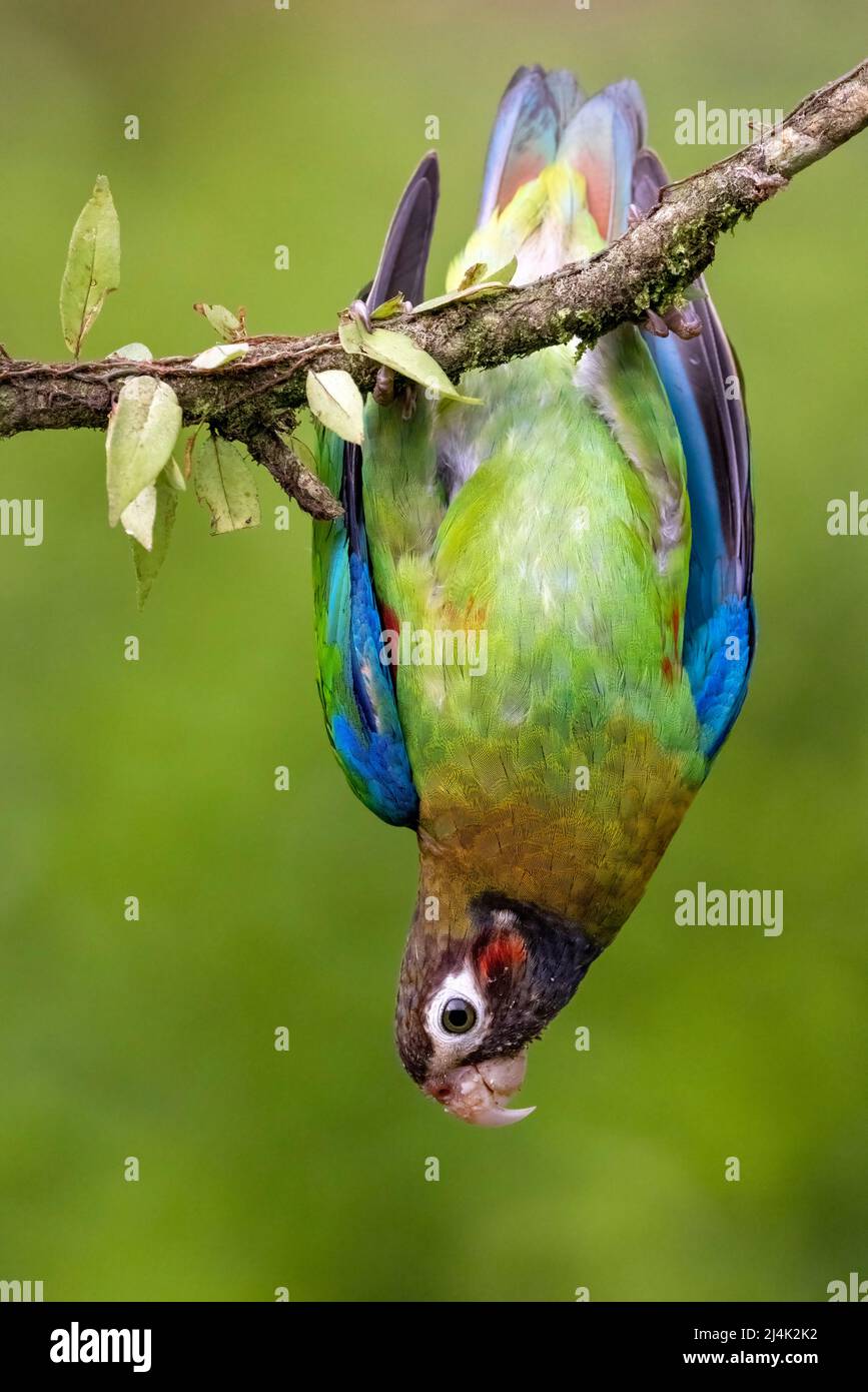 Brown-hooded parrot (Pyrilia haematotis) hanging upside down from a branch at La Laguna del Lagarto Eco-Lodge, Boca Tapada, Costa Rica Stock Photo
