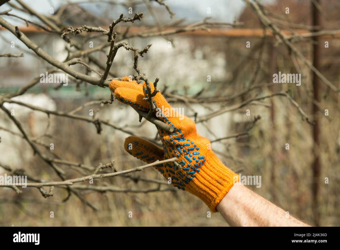 Pruning branches of fruit trees with garden pruners in a spring garden