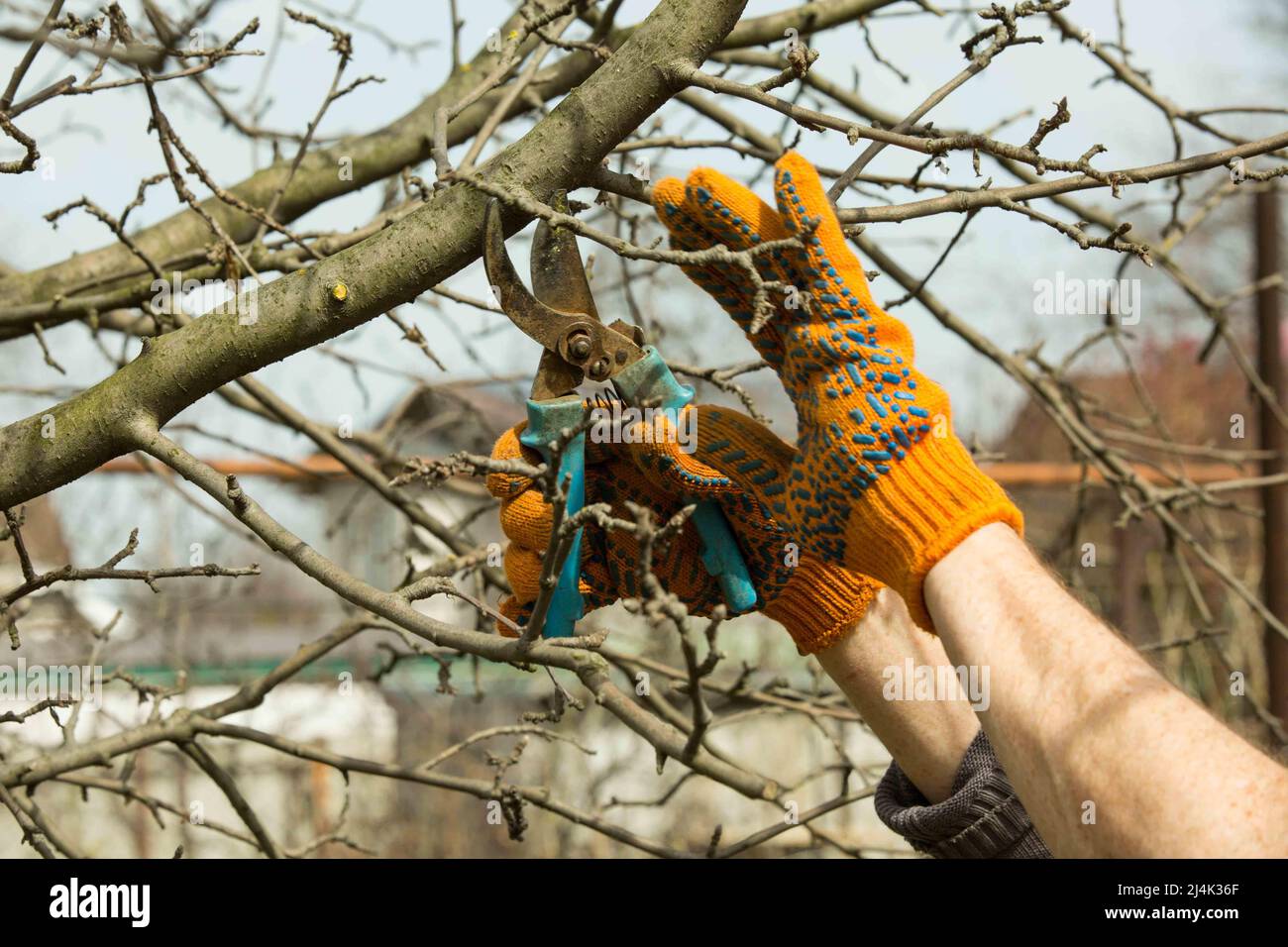 Pruning branches of fruit trees with garden pruners in a spring garden