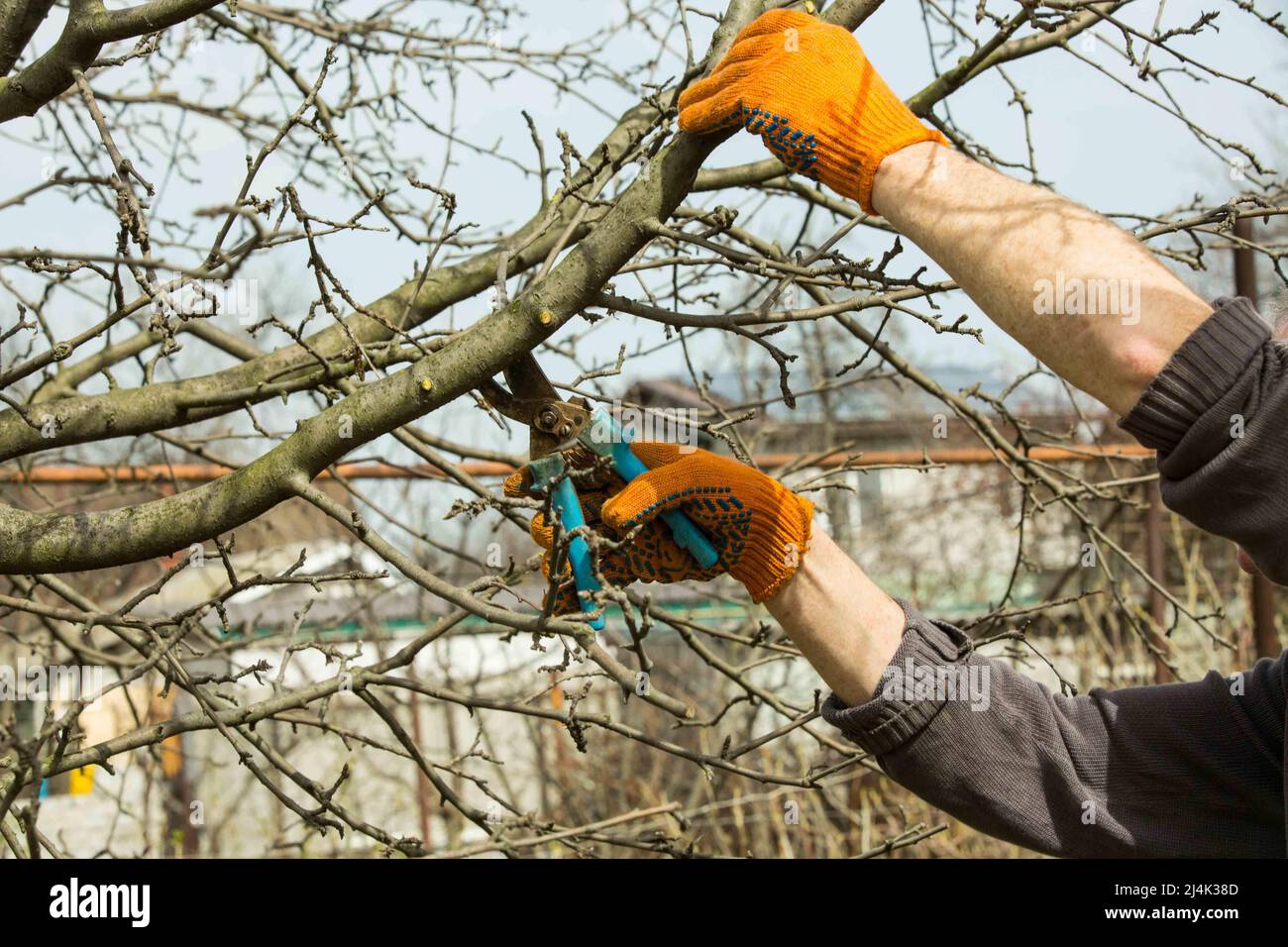 Pruning branches of fruit trees with garden pruners in a spring garden