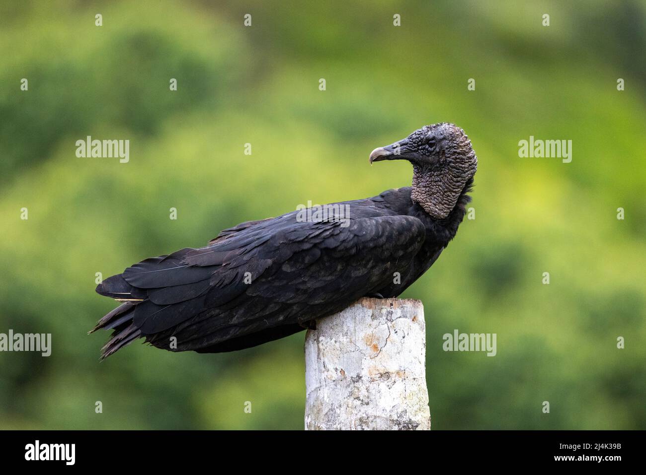 Black vulture (Coragyps atratus) sitting - La Laguna del Lagarto Eco-Lodge, Boca Tapada, Costa Rica Stock Photo
