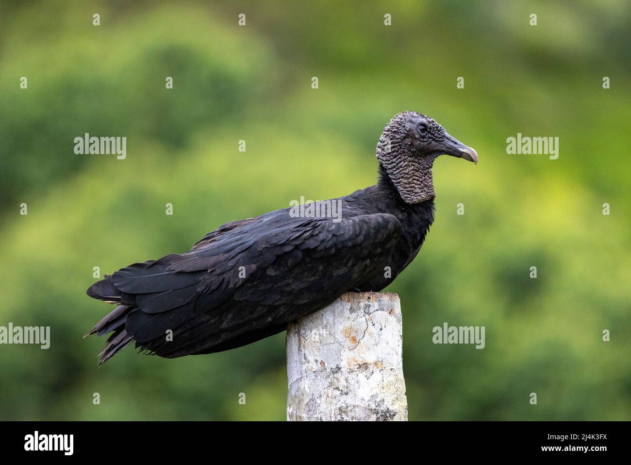 Black vulture (Coragyps atratus) sitting - La Laguna del Lagarto Eco-Lodge, Boca Tapada, Costa Rica Stock Photo