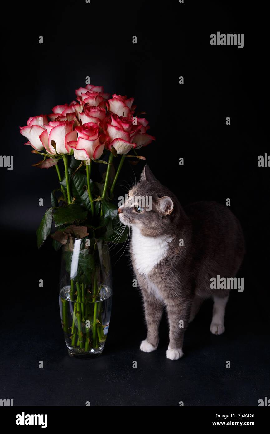 Beautiful domestic tricolor cat with yellow-green eyes stands next to a vase and sniffs a bouquet of red-white roses. Black background, close-up, sele Stock Photo