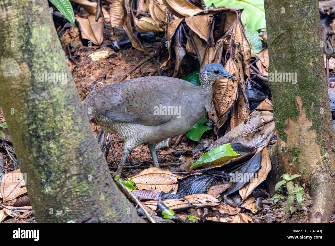Great tinamou (Tinamus major) - La Laguna del Lagarto Eco-Lodge, Boca Tapada, Costa Rica Stock Photo