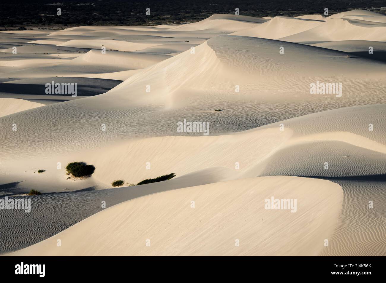 Sand dunes of Eucla are an ever changing artwork of nature. Stock Photo