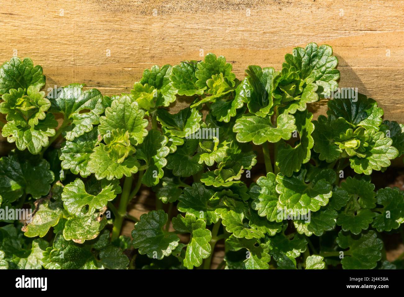 Ground Ivy Glechoma Hederacea Stock Photo Alamy