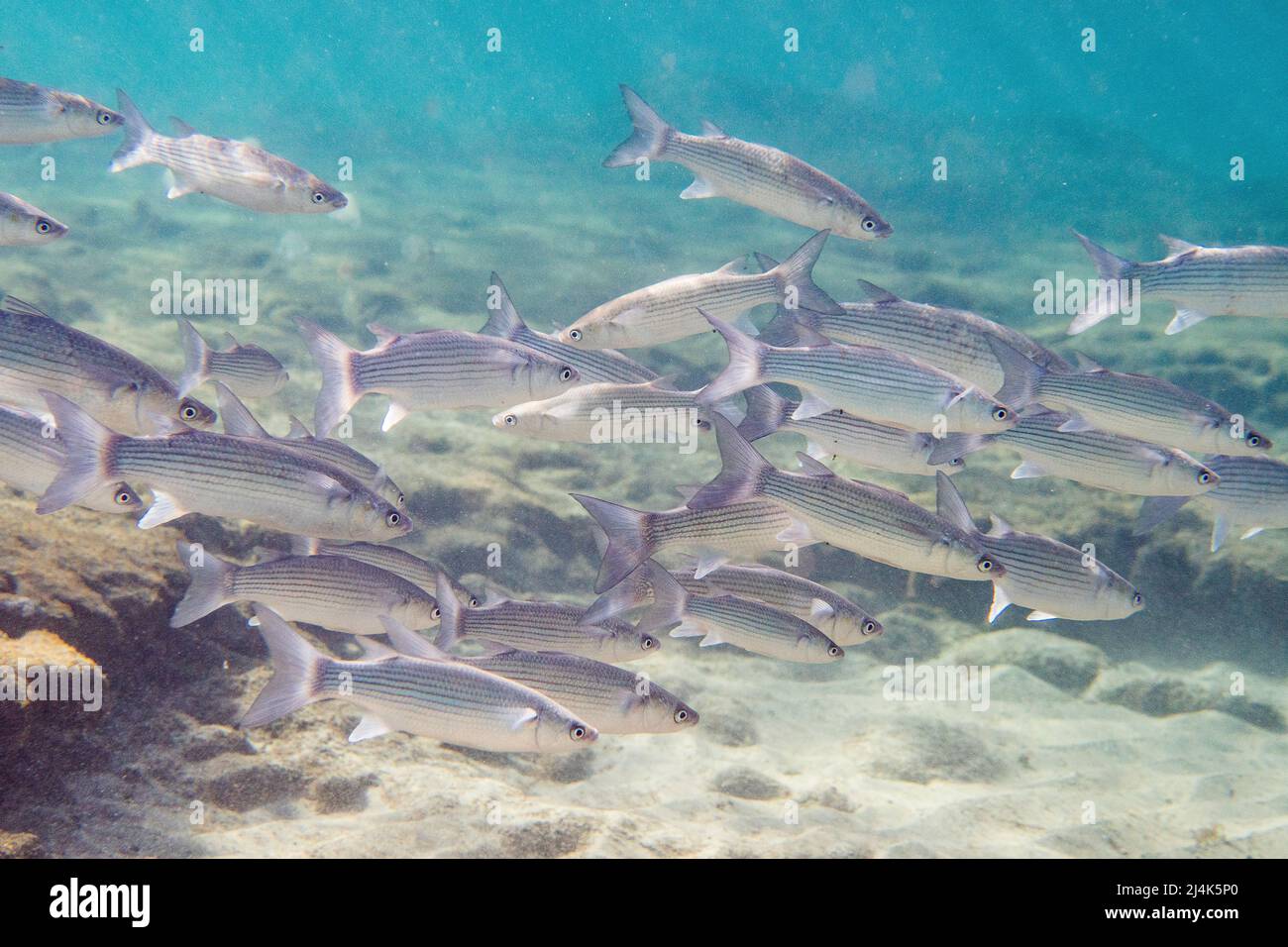 School of thicklip grey mullet, Chelon labrosus, a coastal fish of the family Mugilidae, underwater in Atlantic Ocean. Stock Photo