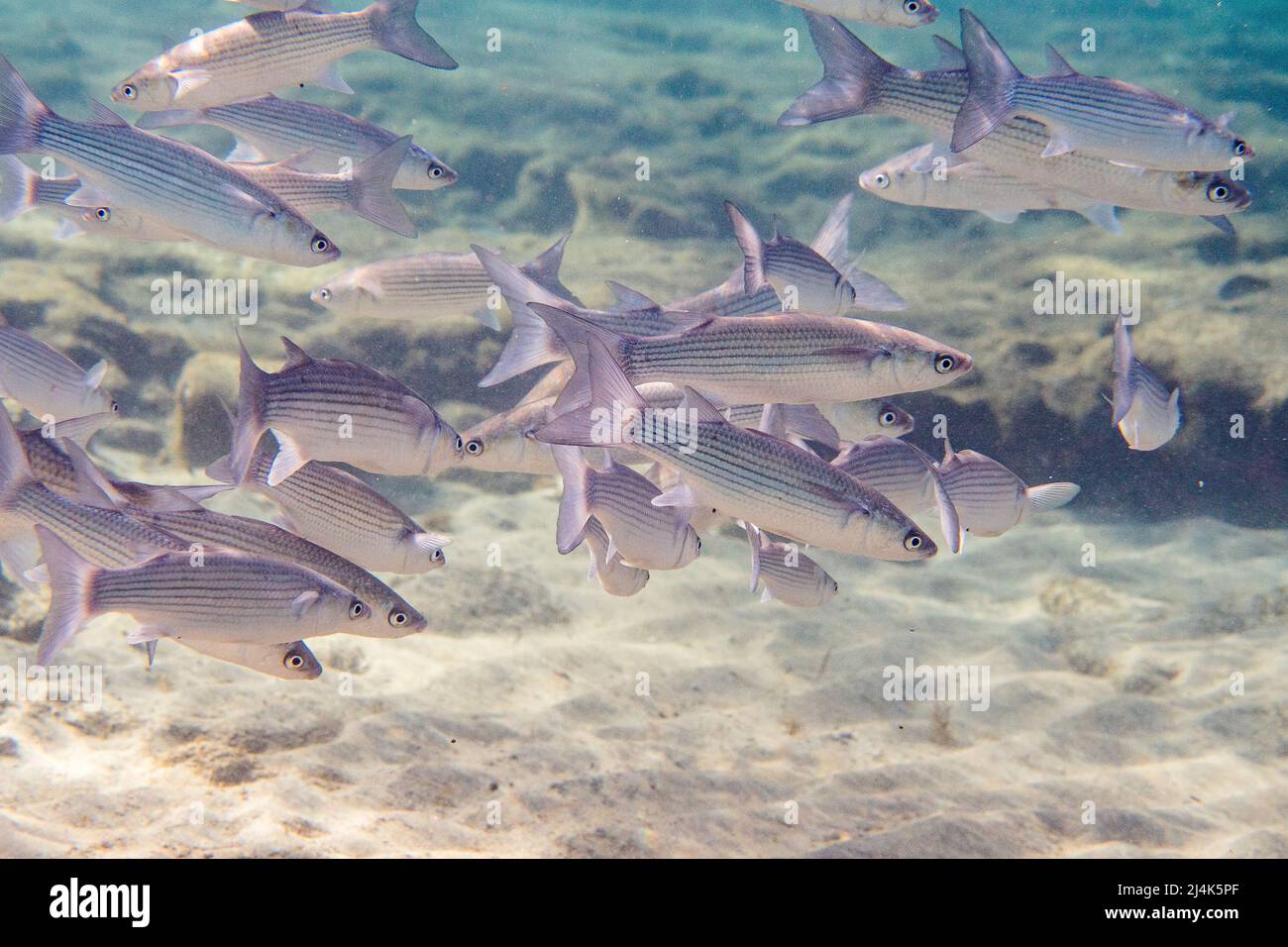 School of thicklip grey mullet, Chelon labrosus, a coastal fish of the family Mugilidae, underwater in Atlantic Ocean. Stock Photo