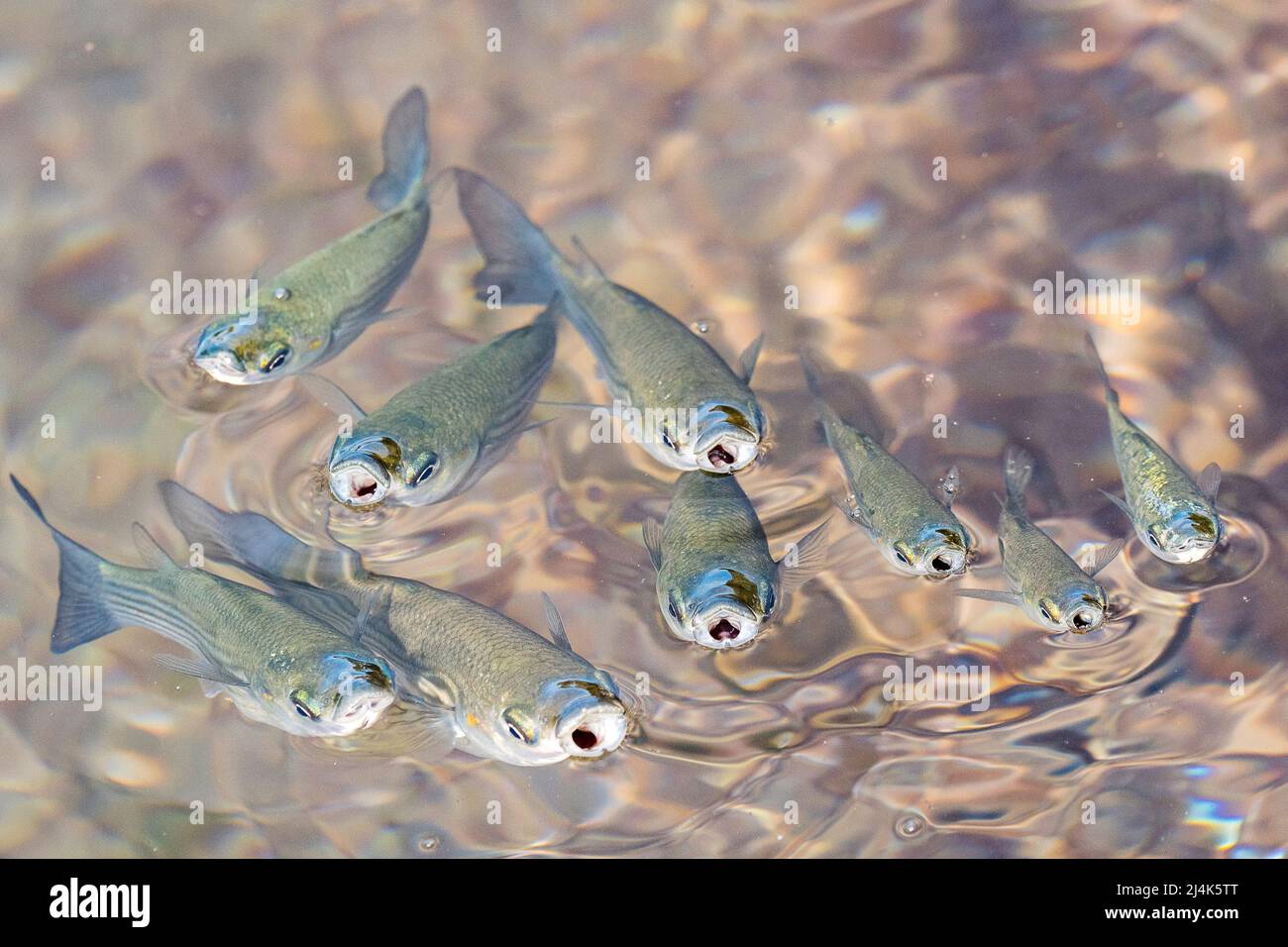 School of thicklip grey mullet, Chelon labrosus, a coastal fish of the family Mugilidae, search food at the surface, in Atlantic Ocean. Stock Photo