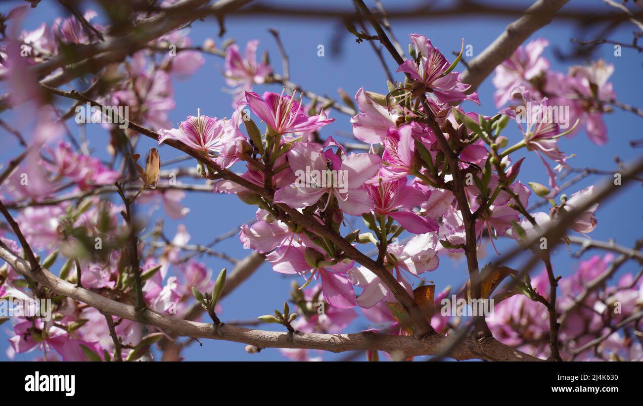 Bauhinia purpurea tree blossoming in Israel Stock Photo