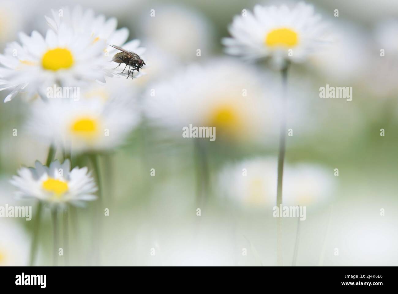 Fly resting on daisy (Bellis perennis). White flowers in the garden. Focus on fly, shallow depth of field, blurred background and foreground. Stock Photo