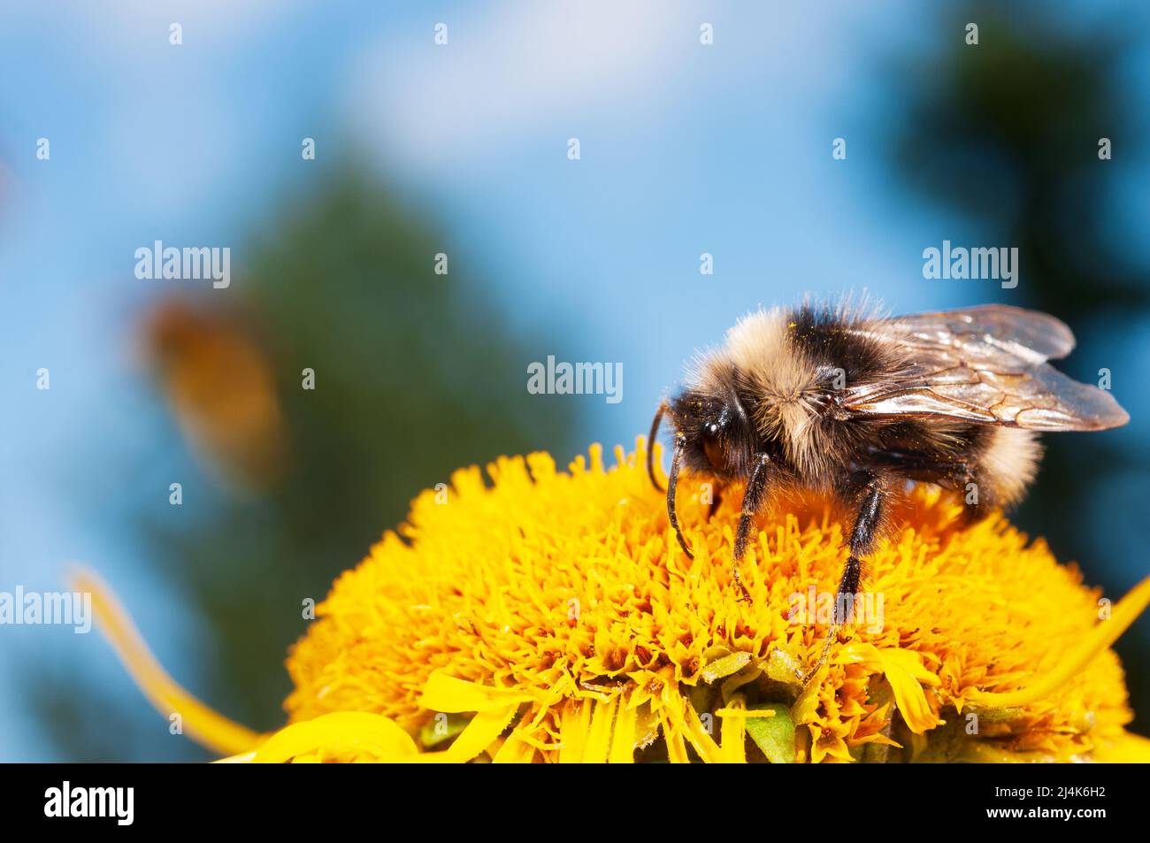 Bumblebee feeding nectar and pollinating Heartleaf oxeye (Telekia speciosa), yellow blooming perennial flower in the garden. Stock Photo