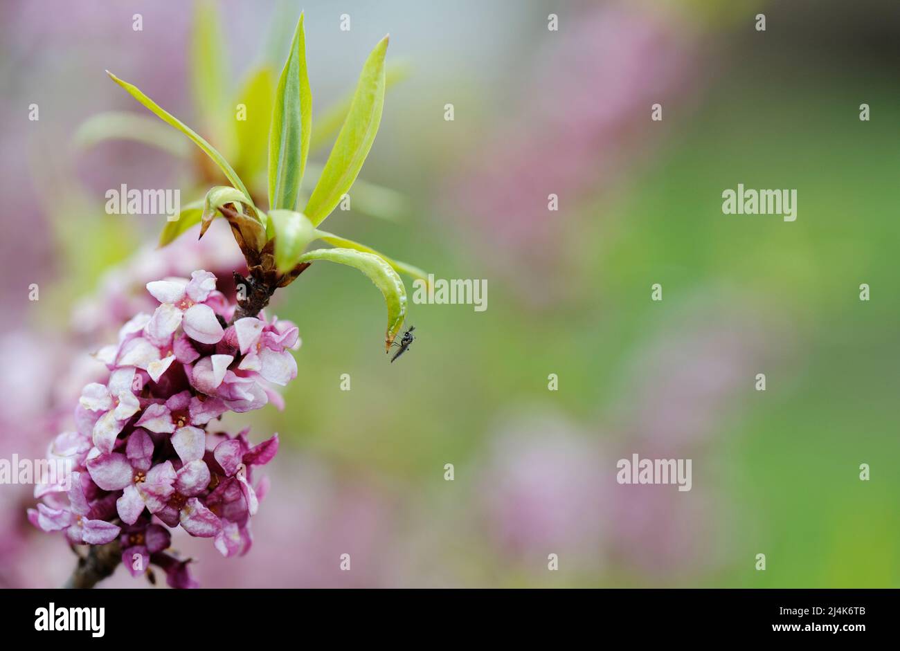 Daphne mezereum, commonly known as mezereon, branch with pink flowers against blurred background in early spring garden. Stock Photo
