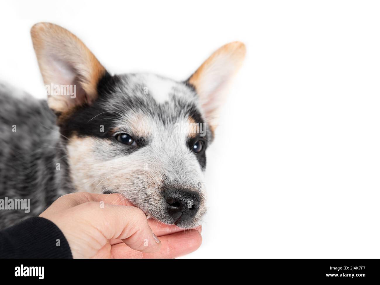 Puppy biting hand of owner while looking at camera. 9 week old puppy dog is play fighting or aggressive behaviour in need of obedience Training. Stock Photo