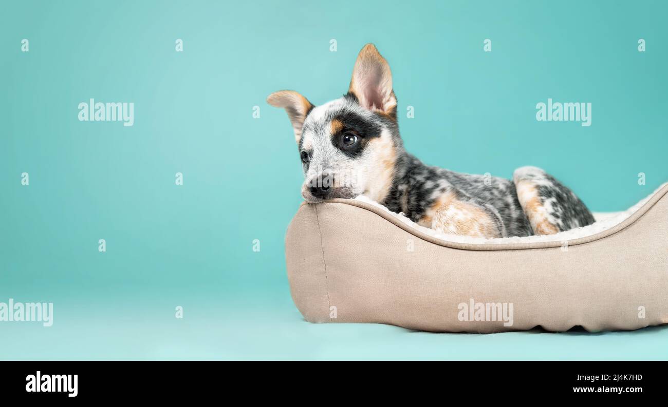 Puppy in dog bed on colored background. Cute puppy dog taking a break with tired, sad or bored expression. Bedtime for the 9 week old blue heeler pupp Stock Photo