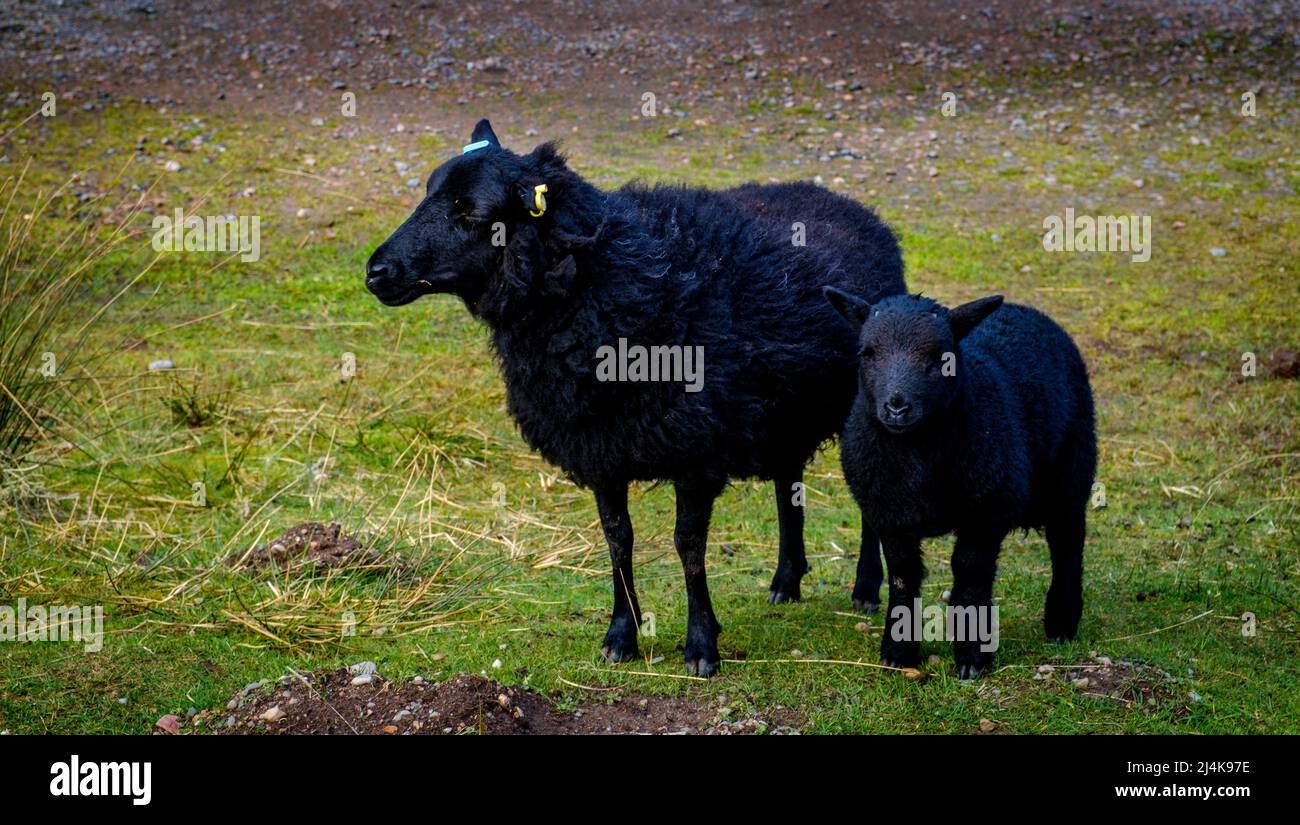 Black sheep with lamb in Glen Nevis, Scotland Stock Photo