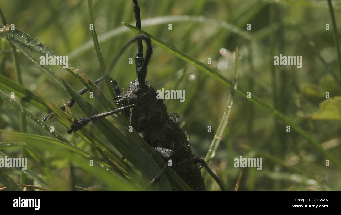 Large locust in grass. Creative. Big black beetle in grass during rain. Beetle or locust sits in grass in rain. Macrocosm of summer meadow Stock Photo