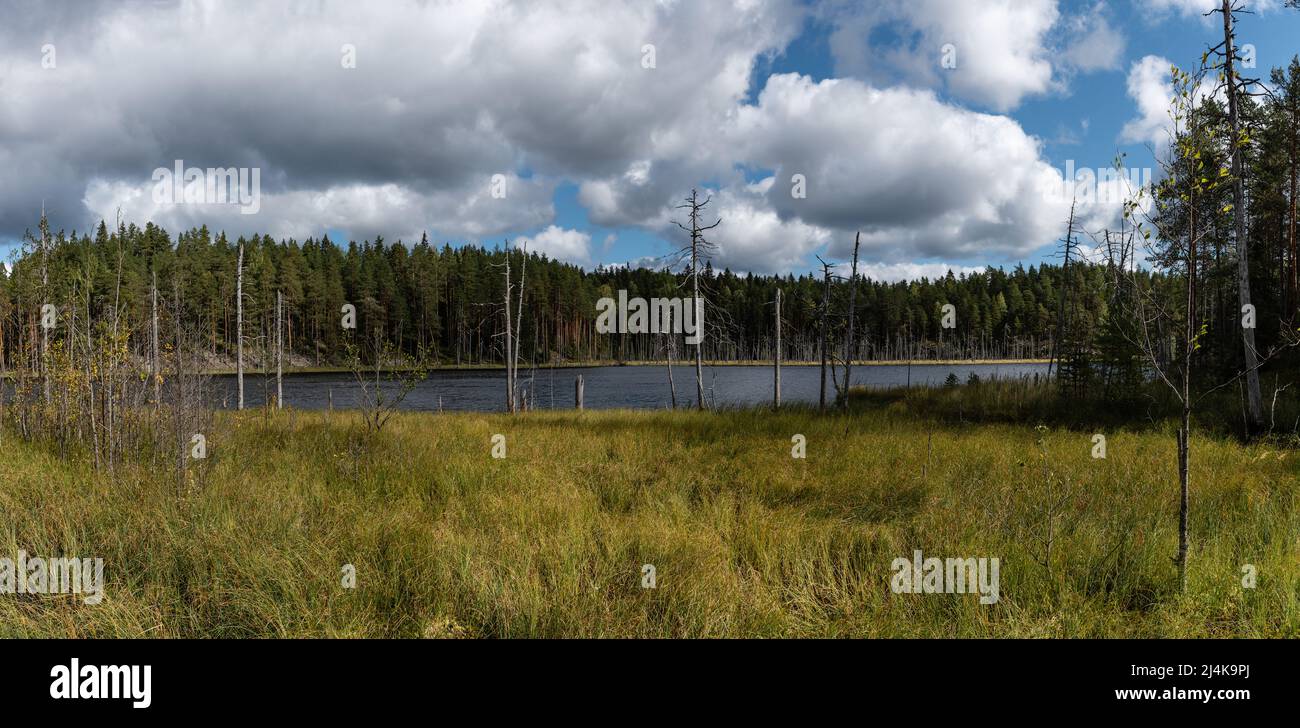 Panoramic landscape of a swamp lake in Isojarvi national Park, Finland Stock Photo