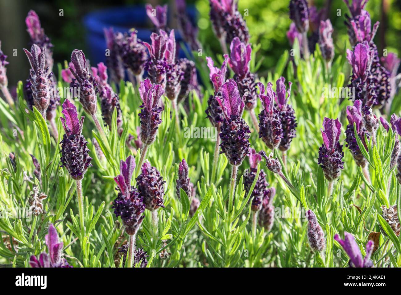 Scented plants medicinal hi-res stock photography and images - Alamy