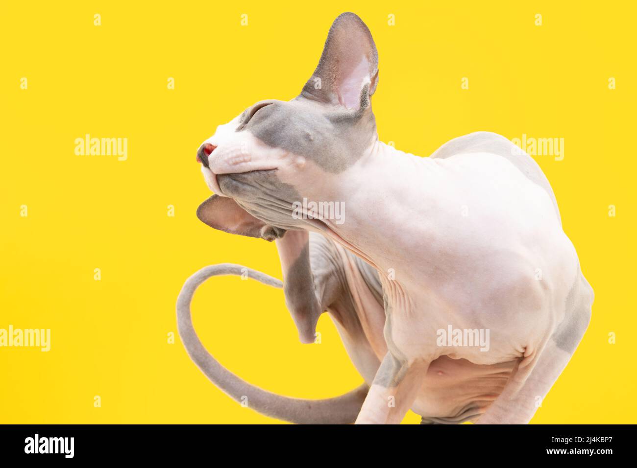 Sphynx cat scratching or itching because of fleas and ticks or skin diseases Stock Photo Alamy