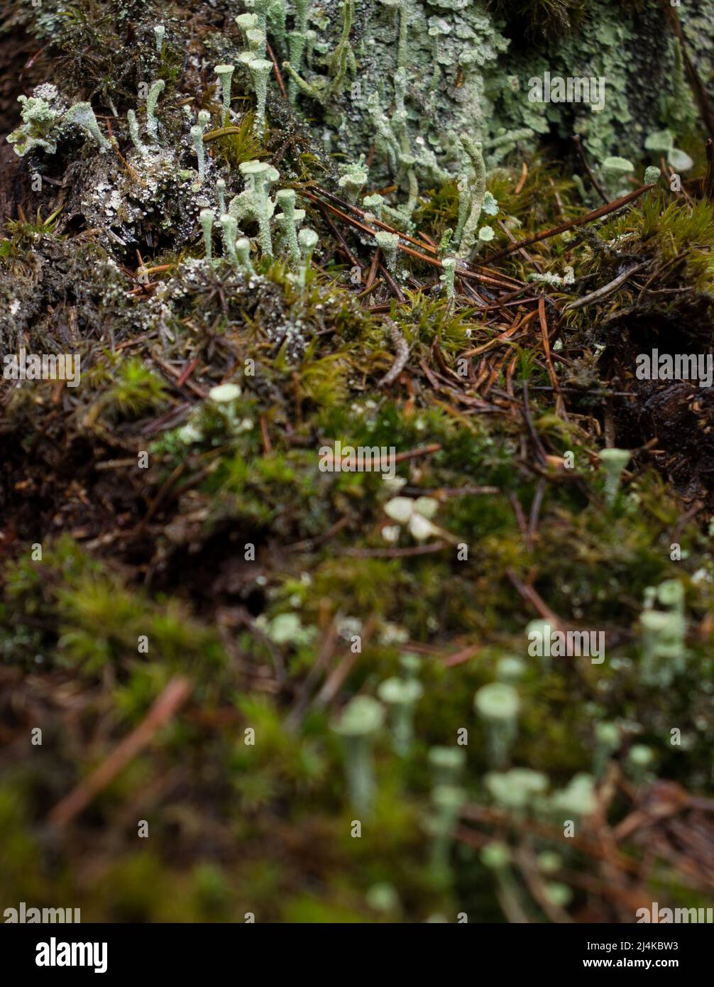Small Cladonia asahinae, Pixie Cup Lichens, growing in moss on the Palatinate Forest floor on a fall day in Germany. Stock Photo