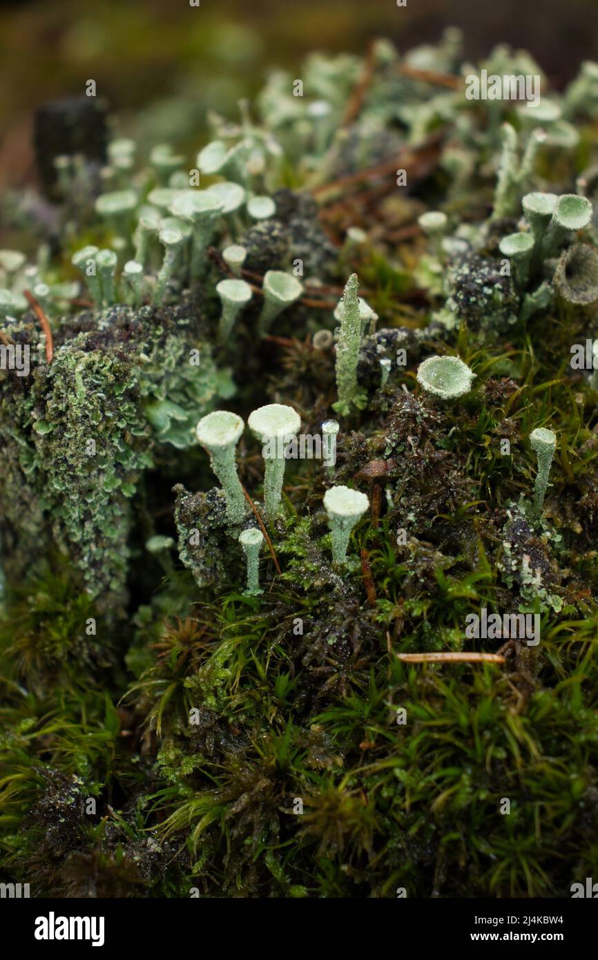 Close up of the top of small greenish grey Pixie Cup Lichens growing in moss on the Palatinate forest floor of Germany. Stock Photo