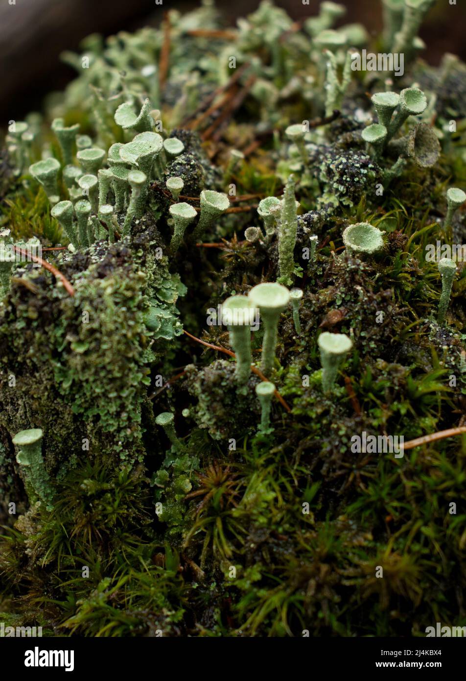 Colony of green Pixie Cup Lichens, a fungus, growing in moss on a stump in the Palatinate forest of Germany on a fall day. Stock Photo