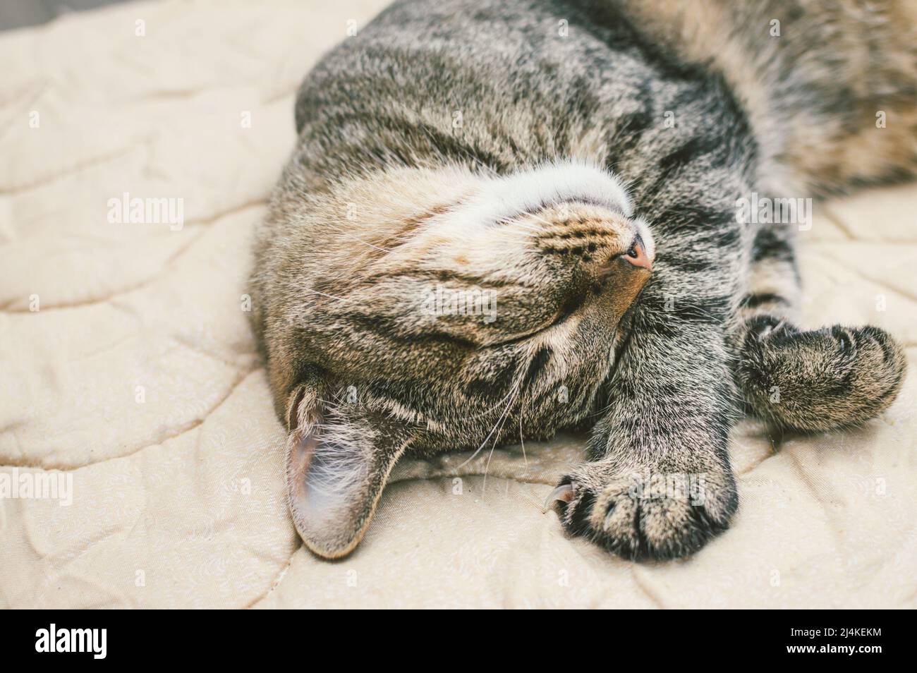 Close-up portrait of a sleeping cat on the bed Stock Photo - Alamy