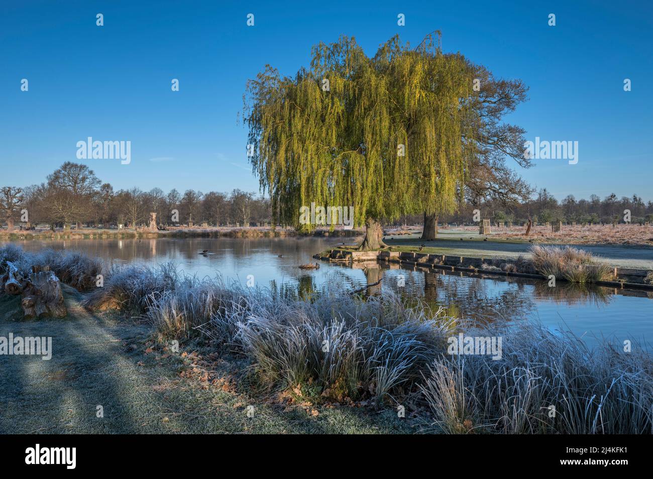 Early sun melting the morning frost at ponds in Bushy Park near Hampton