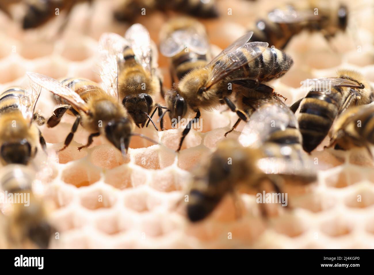 Bees in a bee hive work together in middle of day Stock Photo