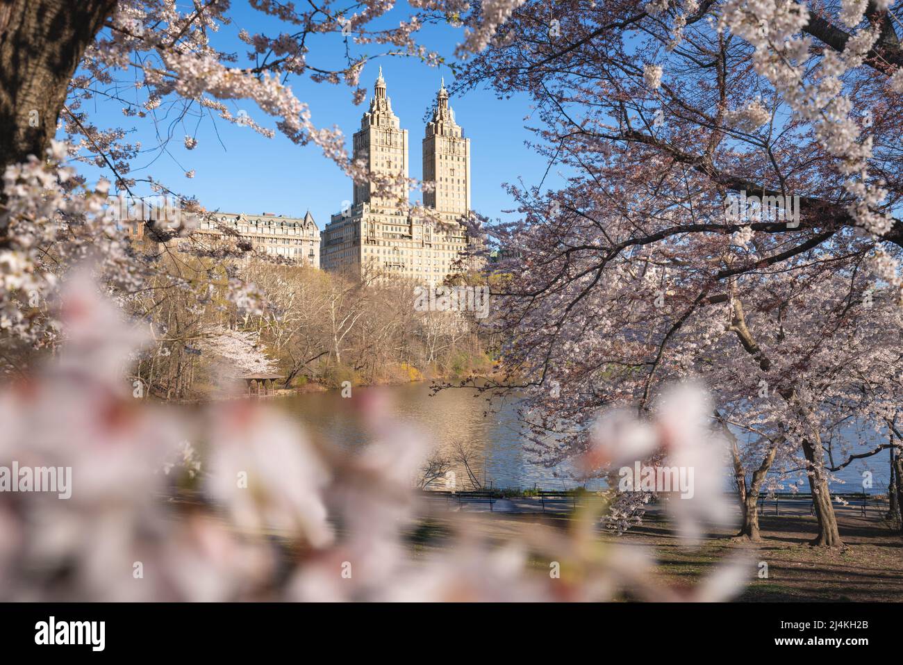 Spring in Central Park New York City with view of the buildings of Manhattan Upper West Side. The Yoshino Cherry trees in bloom next to The Lake. USA Stock Photo